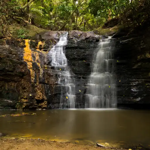 Wet dense rainforest undergrowth layers
