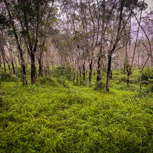 Forested creekline gullies and river corridors