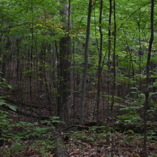 Open woodland areas featuring mature trees