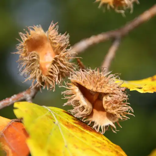 Beechnuts and other forest nuts