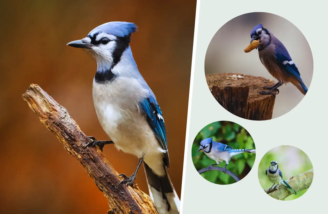 Blue jay perched on a branch with smaller blue jay photos.