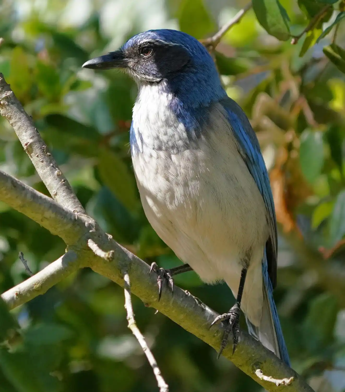 Blue jay perched on a branch against a leafy green background.