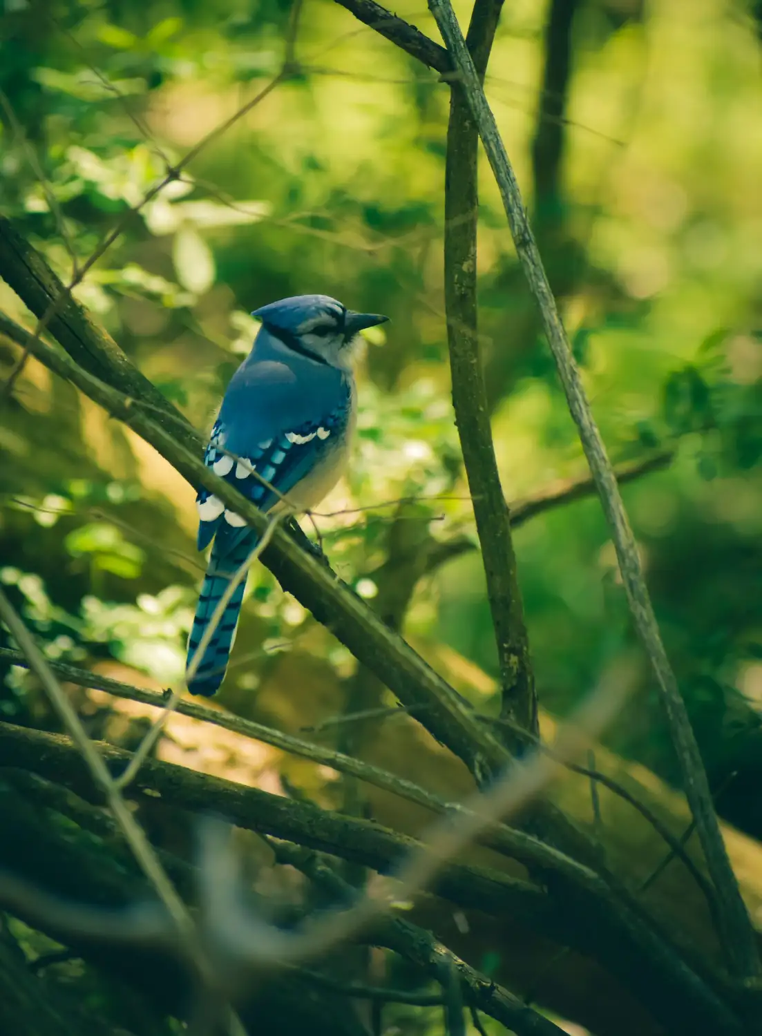 Blue jay perched among tree branches in a forest.