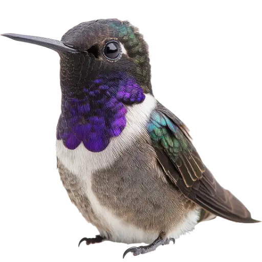 Hummingbird