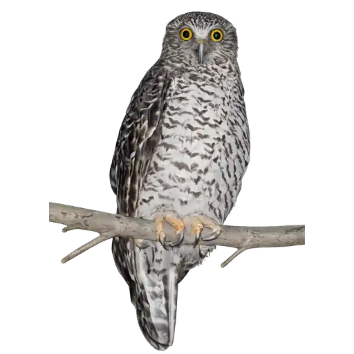 Powerful Owl