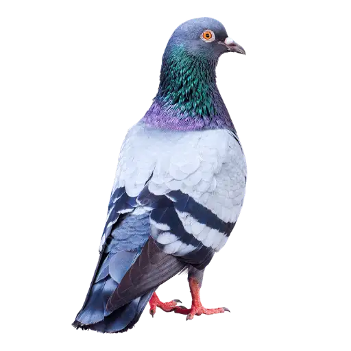 Pigeon