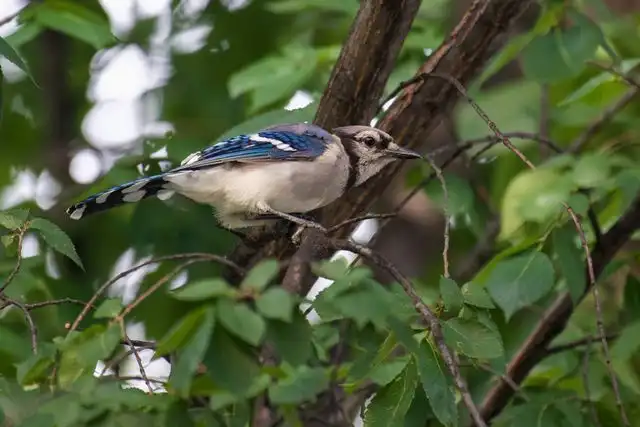 Vibrant Blue Jay in its natural environment