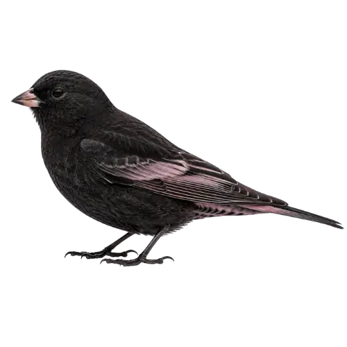 Black Rosy-Finch
