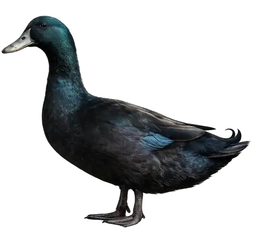 Cayuga duck