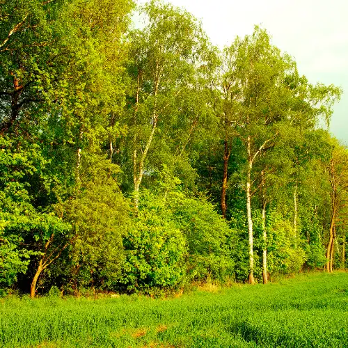 Forest edge habitat