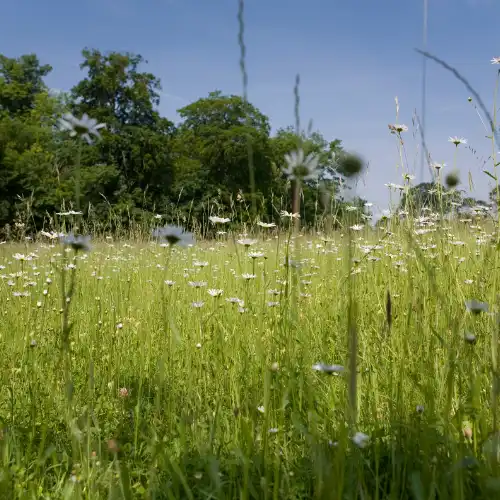 Open meadow habitat