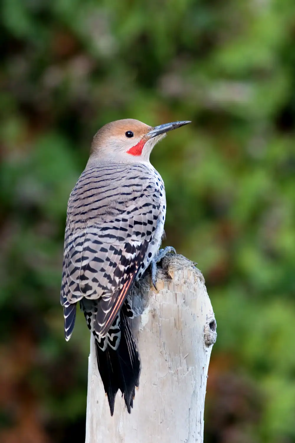Northern Flicker showing barred brown back and spotted underparts