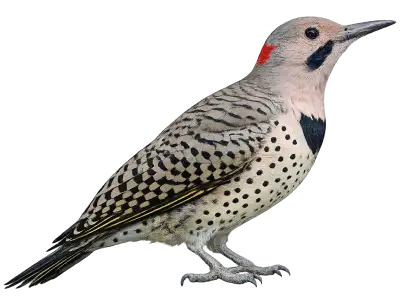 Northern Flicker, a brown barred woodpecker with a black breast crescent and spotted belly