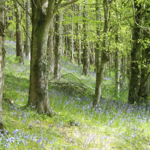 Open woodland habitat with scattered trees