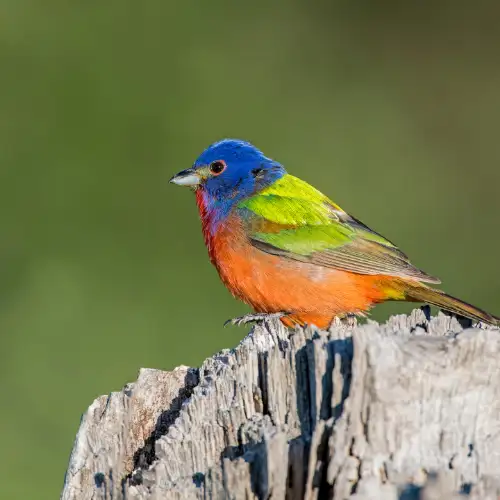 Painted Bunting perched