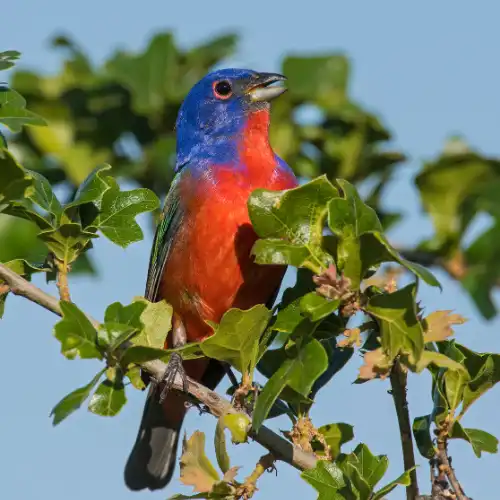 Painted Bunting showing full adult plumage