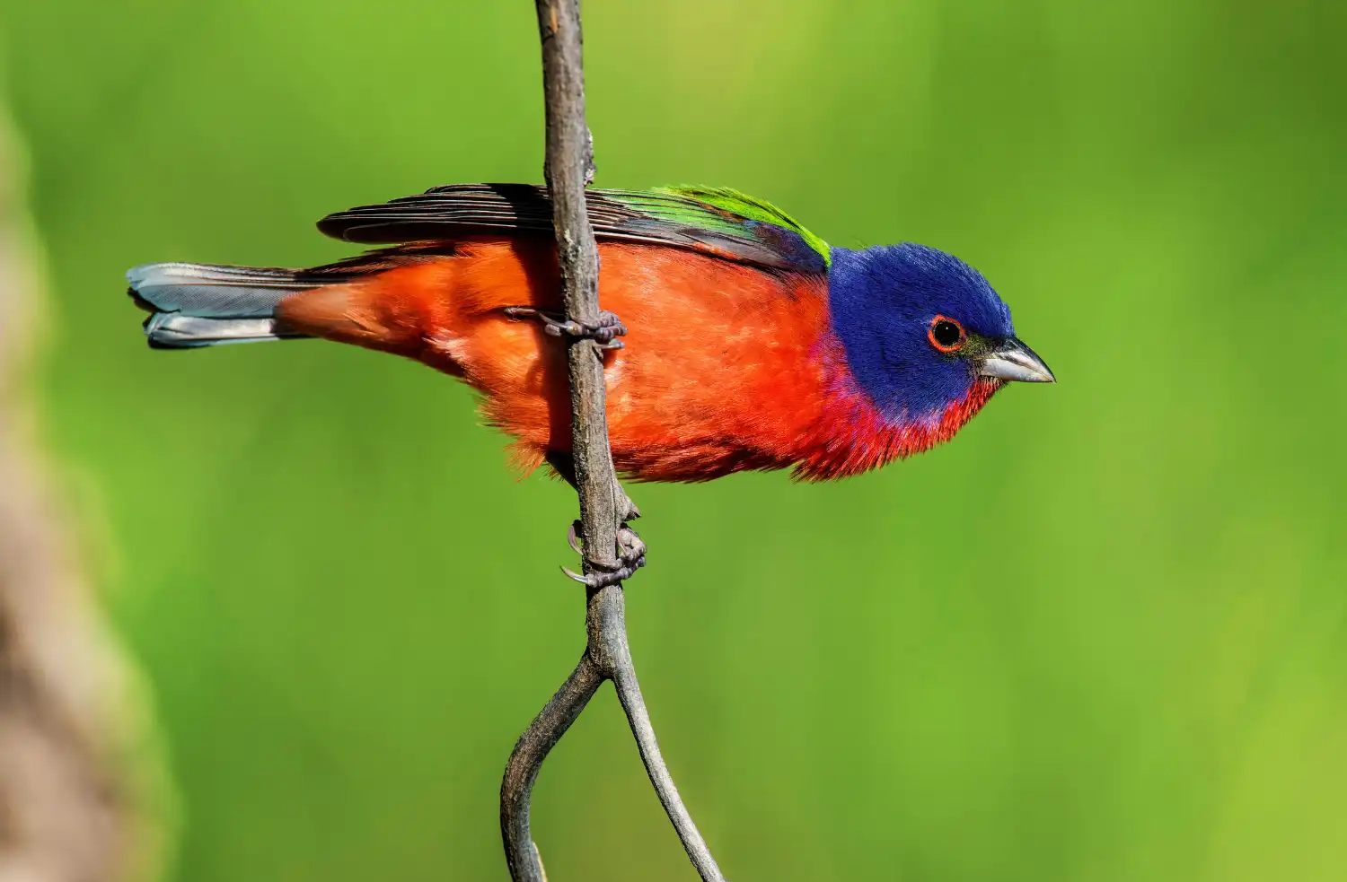 Adult male Painted Bunting showing blue head, green back and red underparts