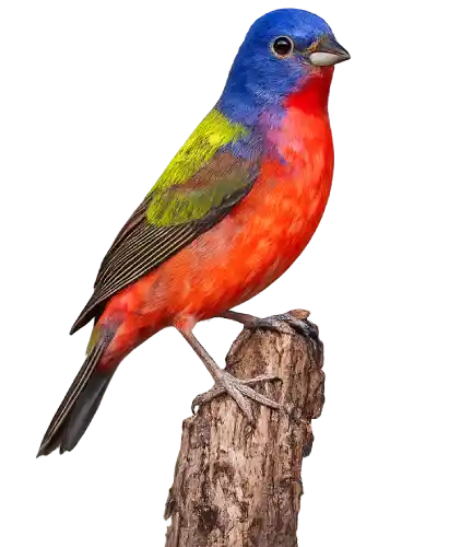 Painted Bunting, a small songbird with a blue head, green back and red underparts