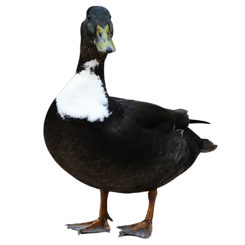 Pomeranian duck