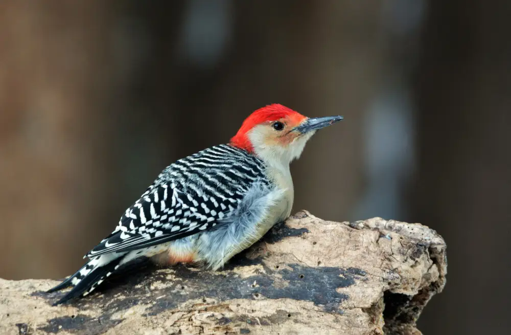 Red-bellied Woodpecker showing its red crown and nape