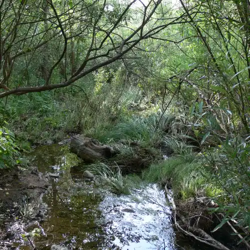 Southern Arizona woodland and scrub habitat
