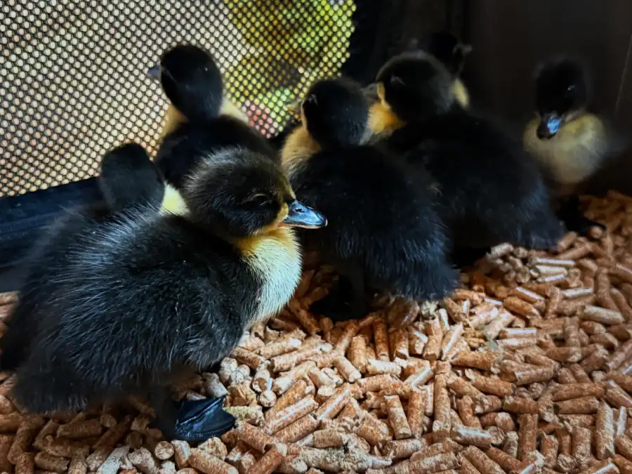 Shetland Duck showing glossy black plumage and white breast bib