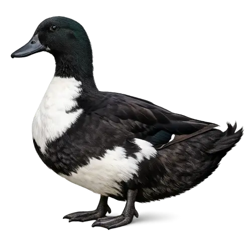 Shetland Duck, a small glossy black domestic duck with a white bib on the chest