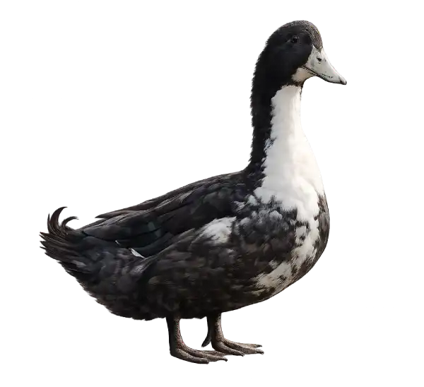 Swedish Blue duck