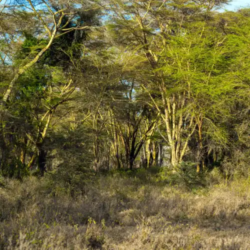 Dense thicket habitat