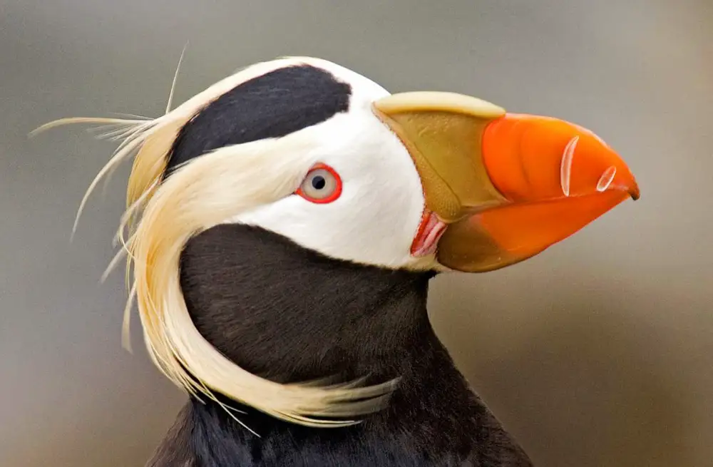Tufted Puffin in breeding plumage showing golden head tufts and orange bill