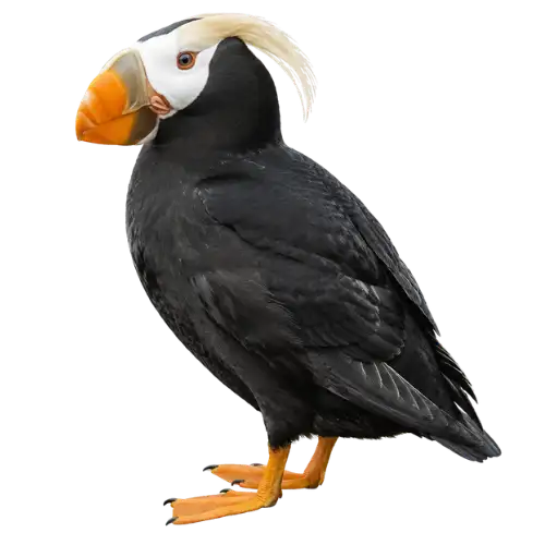 Tufted Puffin