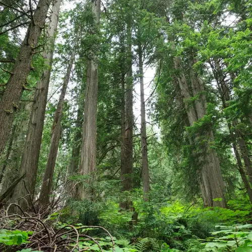 Mixed pine and hardwood forest habitat
