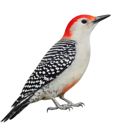 Red-bellied Woodpecker showing barred black-and-white back and red crown