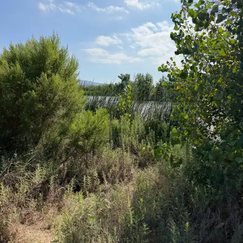 Riparian scrub along a watercourse