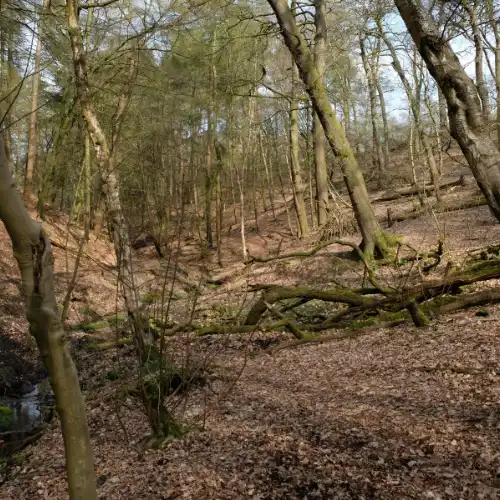 Woodland edge habitat