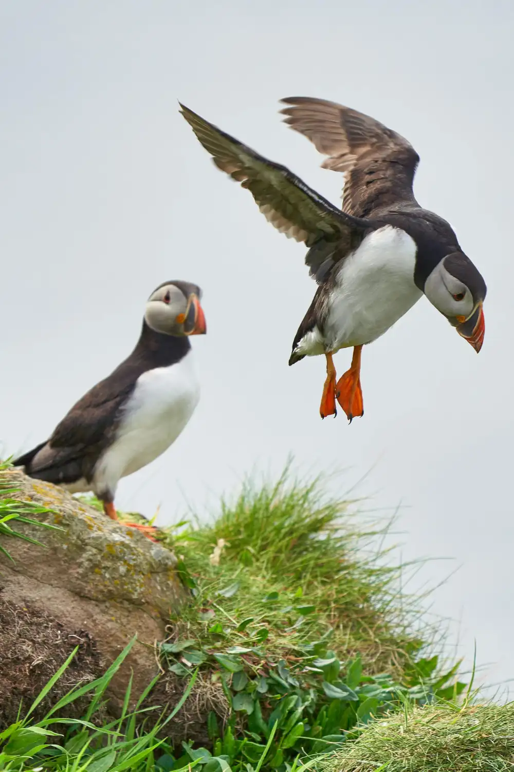 Two Atlantic Puffins in flight over the sea