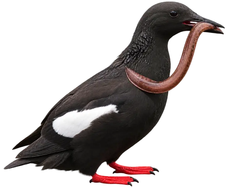 Black Guillemot