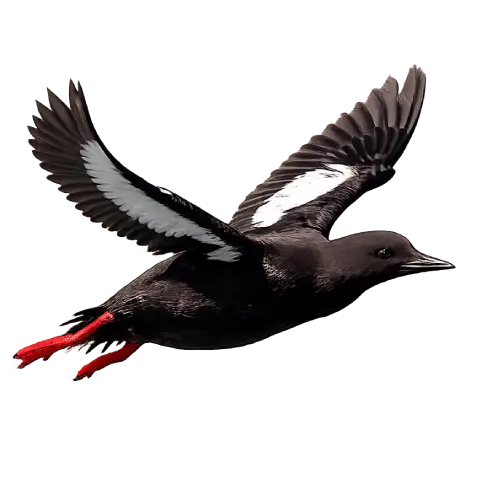 Black Guillemot