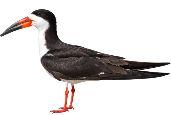 Black Skimmer featuring its distinctive black and red uneven bill, stark black upperparts, and white underparts