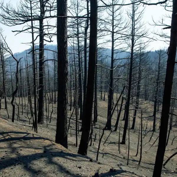 Recently burned forest clearing