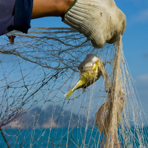 Bycatch