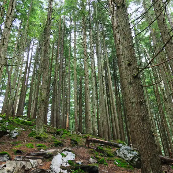 Dense Canadian boreal forest