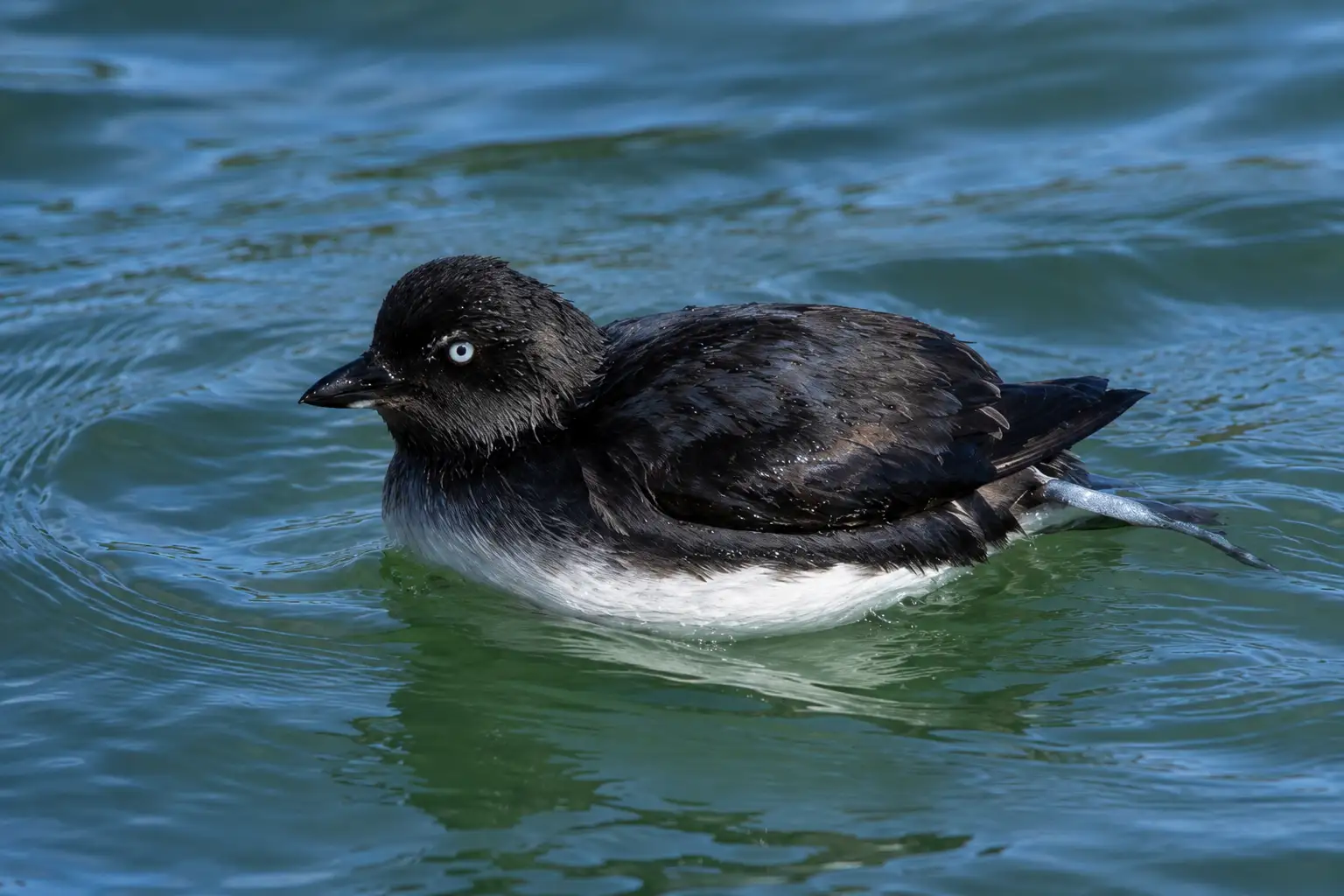 Cassin's Auklet showing dense waterproof plumage