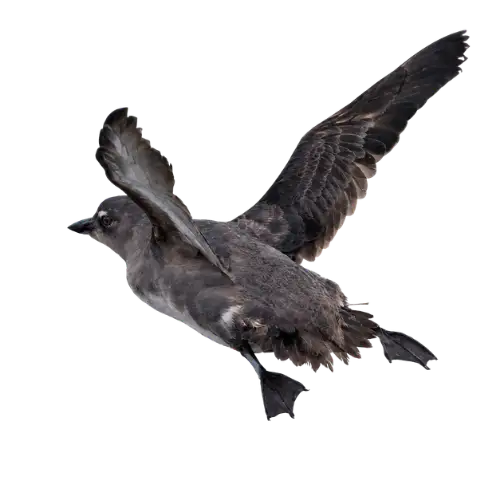 Cassin's Auklet in flight