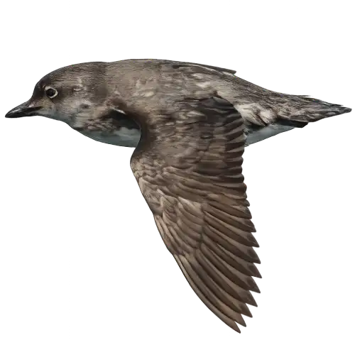 Cassin's Auklet, a small grey seabird with a dark bill and a pale spot at the base