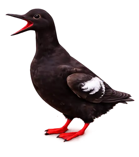 Pigeon Guillemot