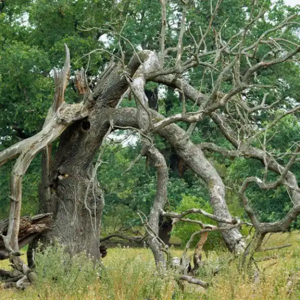 A standing dead tree snag