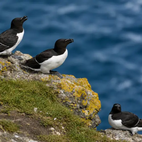 Colony Disturbance