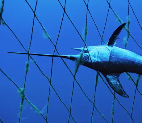 Fishing Bycatch