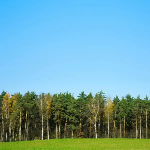 Clearings and woodland edge habitat